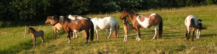 Pferde auf der Wiese